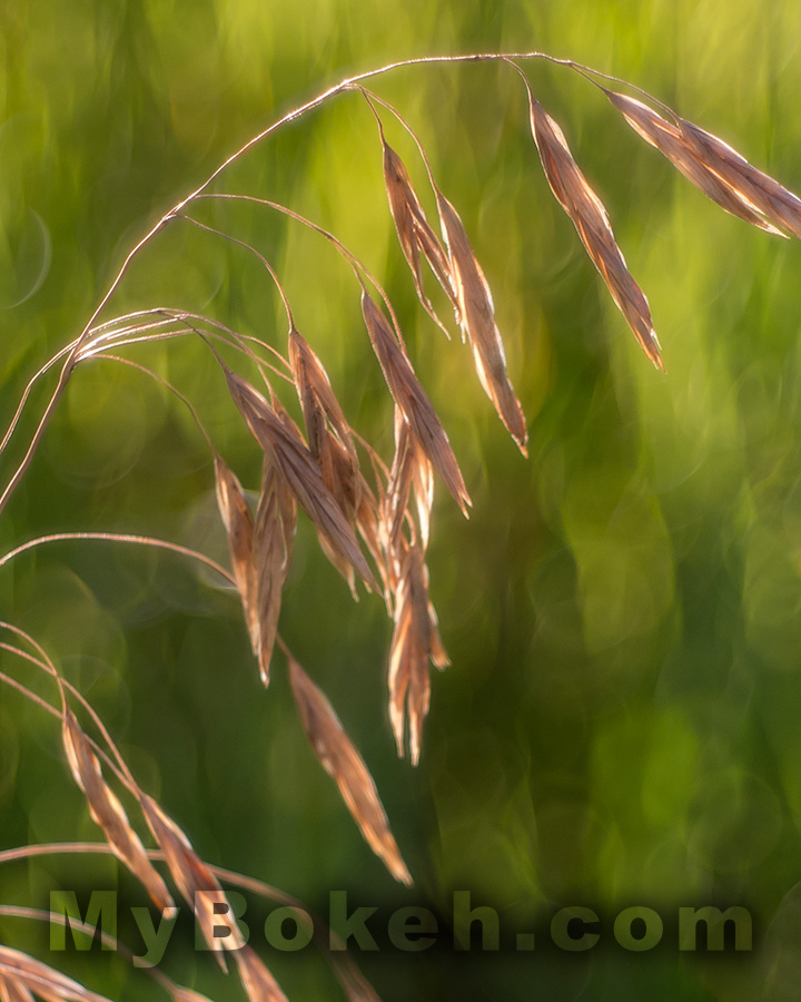 Meyer-Optik Gorlitz Domiplan 50mm f/2.8 Lens Bokeh